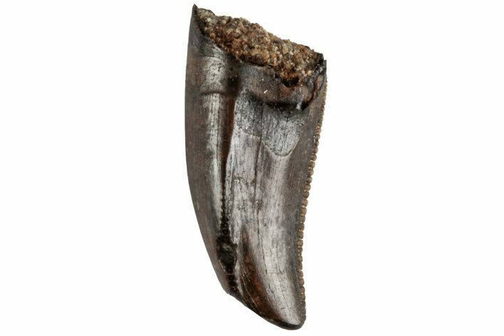 .5" Serrated Juvenile Tyrannosaur Tooth - Judith River Formation